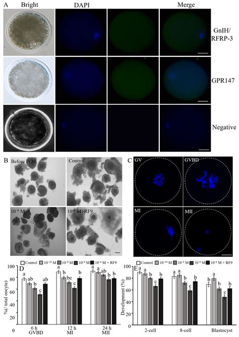 RFRP-3 Influences Apoptosis and Steroidogenesis of Yak Cumulus Cells ...