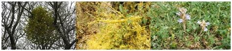 Plants | Special Issue : Valuable Sources of Bioactive Natural Products ...