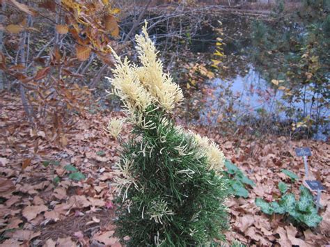 Juniperus chinensis 'Torulosa Variegata' - Hollywood juniper | Lewis ...