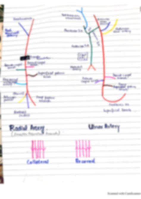 SOLUTION: Arteries of upper limb charts for medical and nursing - Studypool