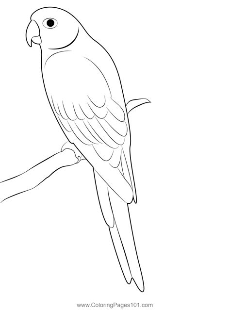 Image result for Parrot Coloring Pages