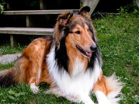 Collie Dog | Dog ideas | Rough collie, Friendly dog breeds, Family ...