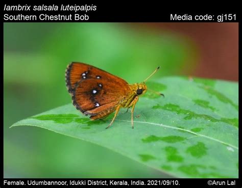 Iambrix salsala | Butterfly