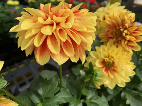 The Hanover Plant Farm Nursery and Garden Center – Hanover Vegetable Farm