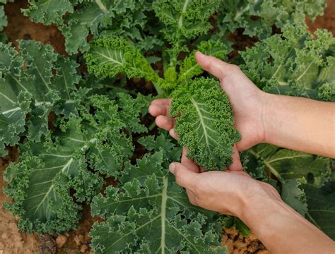 7 Ways to Repel Skunks From Your Yard or Garden