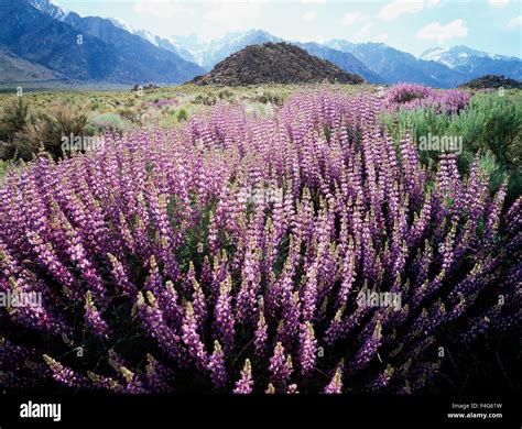 California, Sierra Nevada Mountains, Silver Bush Lupine (Lupinus ...