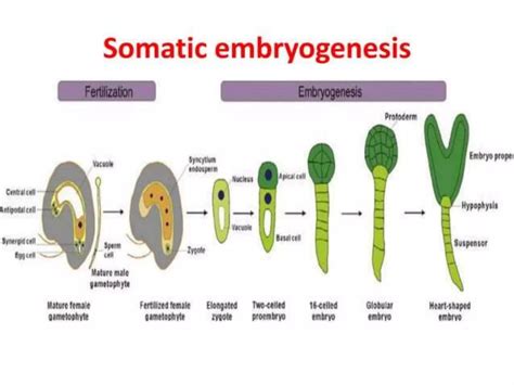 Image result for Embryogenesis Process