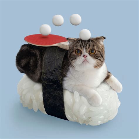 动物摄影-寿司猫 | IMGII在线视觉杂志