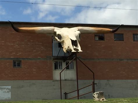 Longhorn Cattle Skull