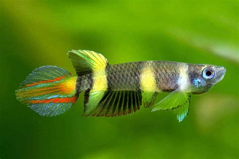 Clown Killifish photo