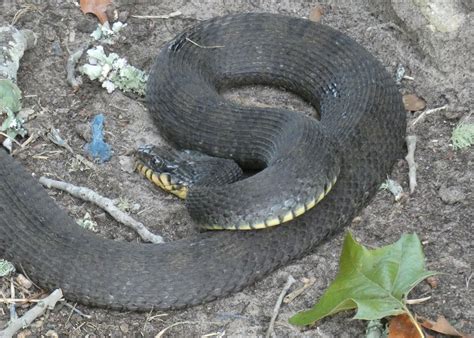 Yellow Belly Water Snake