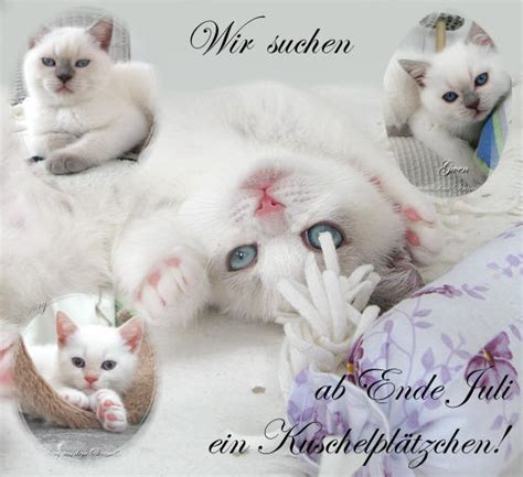 typvoller Britisch Kurzhaar Colourpoint Deckkater blue point Blutgruppe ...