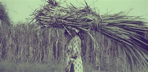 The Tall Sugarcane in Beed Hides a Bitter Truth | NewsClick