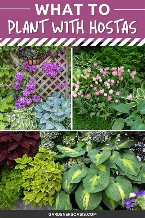 Hosta Companion Plants: Enhance Your Garden