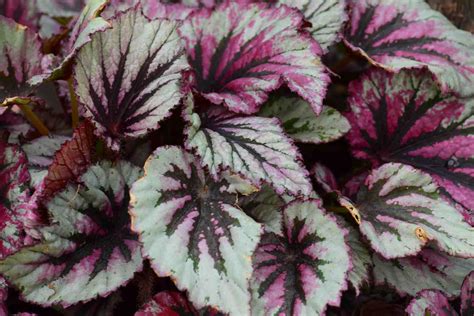 Begonia Plants Variety