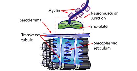 Image result for Excitation-Contraction Coupling Process