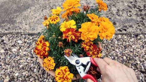 Best pruners 2024 | Top Ten Reviews