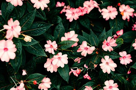 Are Impatiens Perennials or Annuals? What to Know