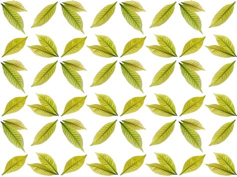 Image result for Simple Leaf Pattern