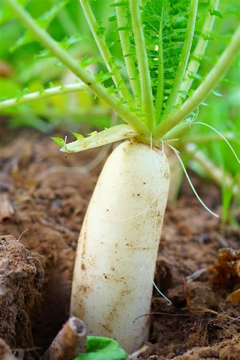White Radish Plant