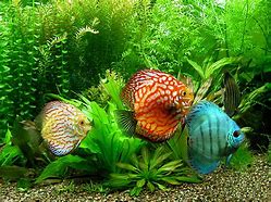 Image result for discus
