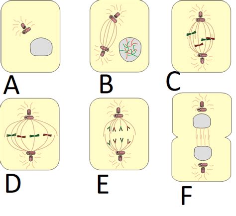 Picture based questions - Cell cycle and cell division — task. Science ...