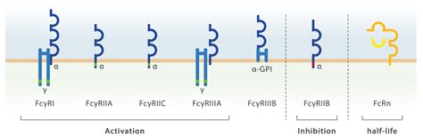 Fc-Receptor Targeted Therapies for the Treatment of Myasthenia gravis
