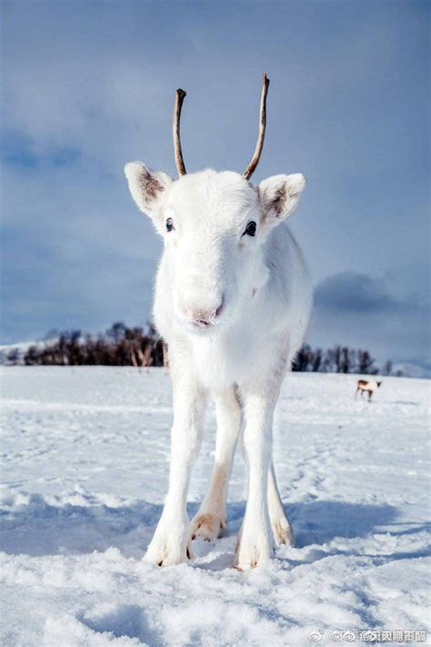 摄影师在挪威徒步旅行时遇见一只极为罕见的白色的鹿宝宝