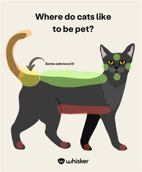 How to Pet a Cat to Make Them Love You