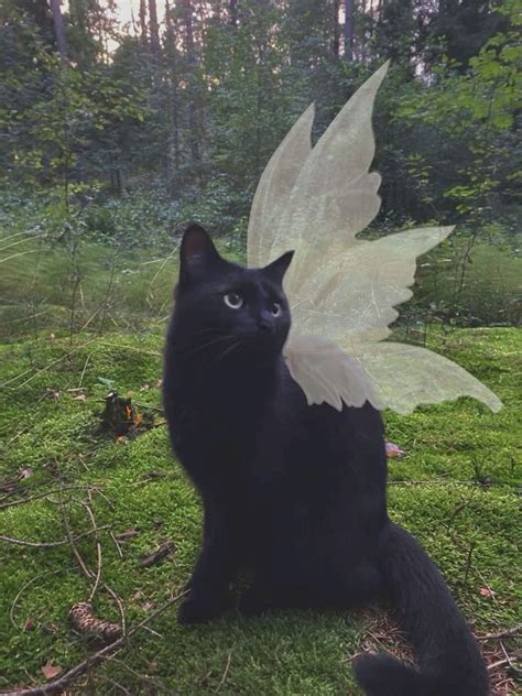 Cat fairy aesthetic – Artofit