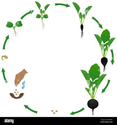 Wild Radish Life Cycle at Jayden Sievwright blog