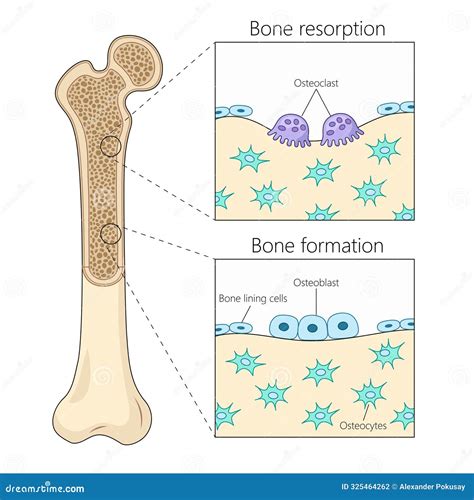 Image result for Bone Tissue Formation
