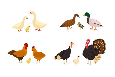 Cute cartoon duck, goose, chicken, rooster, turkey, chicken, gosling ...