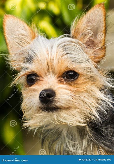 Chihuahua Yorkshire Terrier Hybrid Stock Image - Image of chihuahua ...