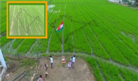 India in crop: జై కిసాన్..పచ్చని పొలంలో భారత్ పటం..జాతీయ జెండా ఆవిష్కరణ ...