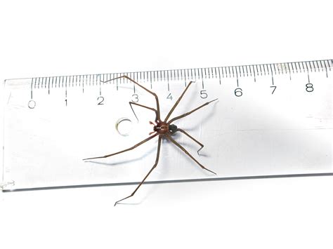 What Does a Brown Recluse Look Like? Pictures and More