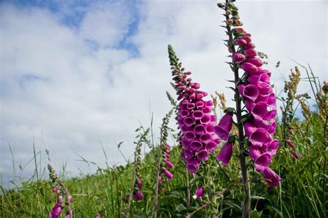 Foxglove: How to plant, grow and care in your pot and garden | My ...