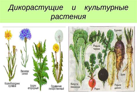Дикорастущие растения: виды, названия, отличие от культурных