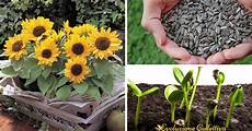 significato girasole nel linguaggio dei fiori girasole significato coltivazione e cura evoluzione significato girasole nel linguaggio dei fiori girasole significato coltivazione e cura evoluzione