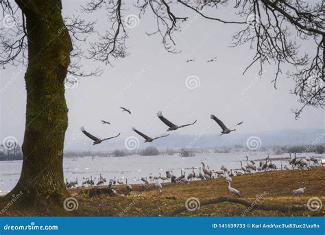 Cranes Flying Over the Lake. Stock Image - Image of hornborgasjapara ...
