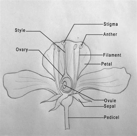 DRAW A WELL LABELLED DIAGRAM FOR DIFFERWNT PARTS OF A FLOWER. - Brainly.in