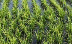 中国科学家利用基因编辑技术 成功克隆出杂交稻种子 | 北晚新视觉