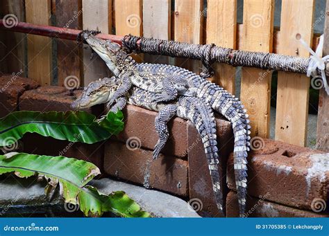 Mating crocodiles in zoo stock image. Image of ritual - 31705385