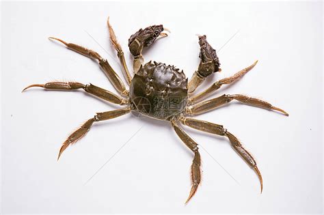 螃蟹的常见种类及图片大全-农百科