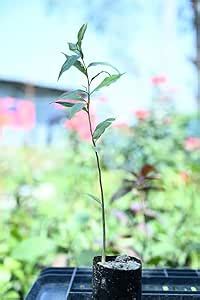 Agarwood Plant| Live Healthy Agar tree | Rare varity Aquilaria ...