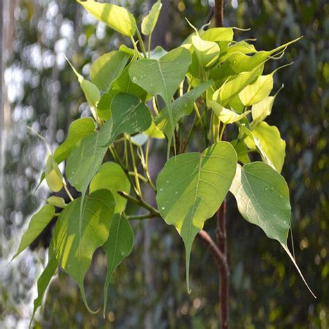 Ficus Religiosa/Peepal Tree - Avenue Trees | Exotic Flora