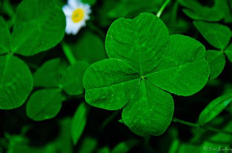 Four Leaf Clover Wallpapers - Top Free Four Leaf Clover Backgrounds ...