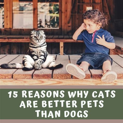 Why Is Dogs Better Than Cats