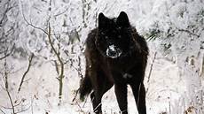 Black Cool Wolf Wallpaper by Black Wolf Wallpapers 183 Wallpapertag Black Cool Wolf Wallpaper
