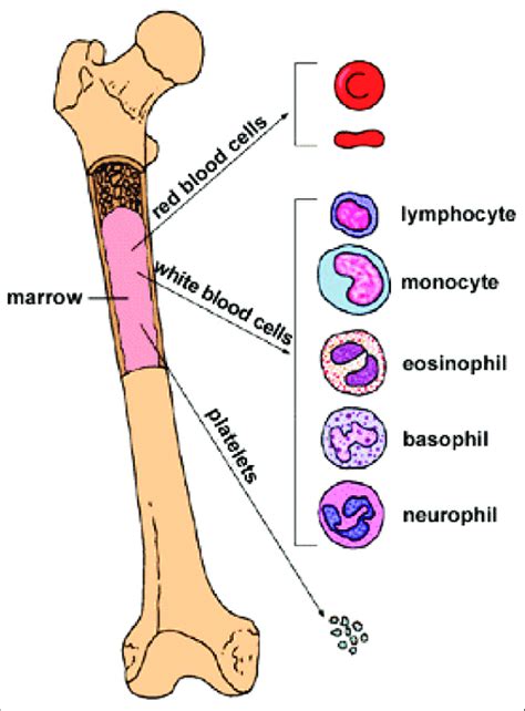 Image result for Bone Marrow Function